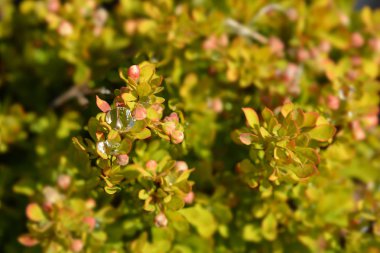 Japon böğürtlen Minik Altın