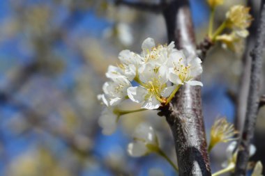 Ejderhalar Kan Erik ağacı
