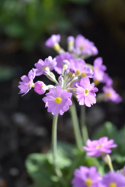 Lång-blommig primrose — Stockfoto