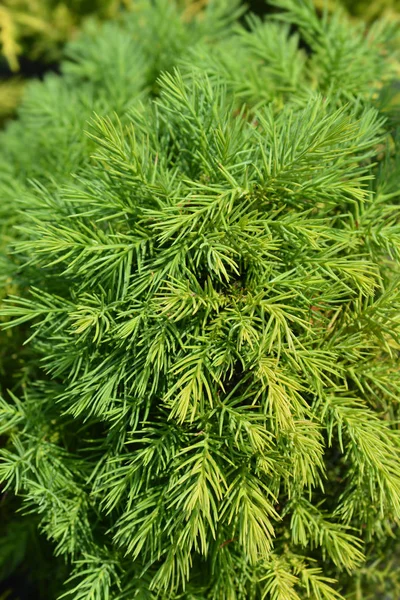 Japanese cedar Monstrosa Nana — Stock Photo, Image