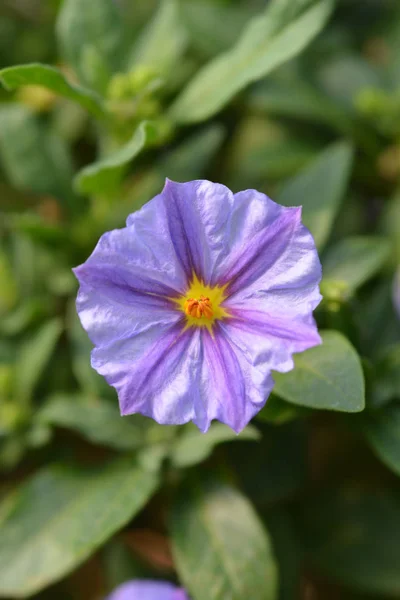 Arbusto de batata azul — Fotografia de Stock