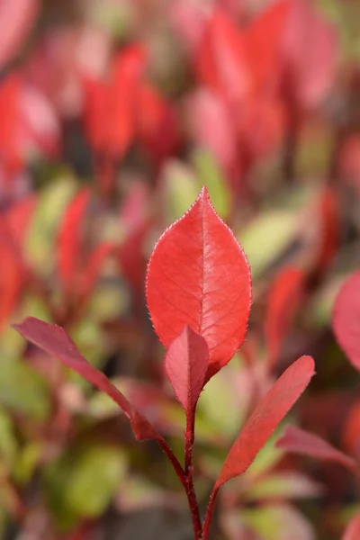 Rotkehlchen — Stockfoto