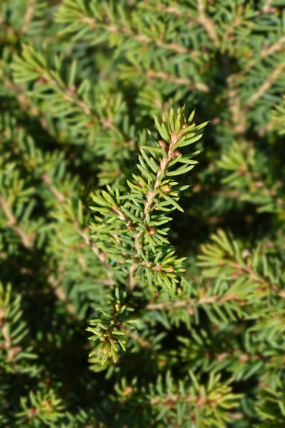 Little Gem Norway spruce — Stock Photo, Image