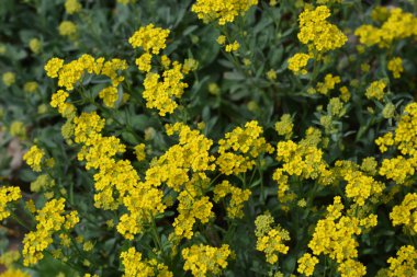 Basket of Gold Compacta