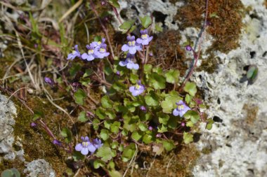 Kenilworth sarmaşık