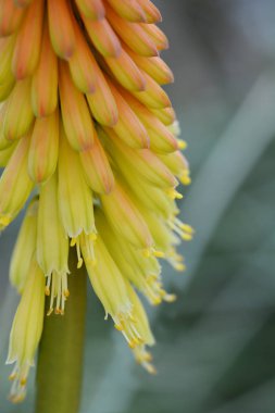 Zambak Meşalesi Eleganlar