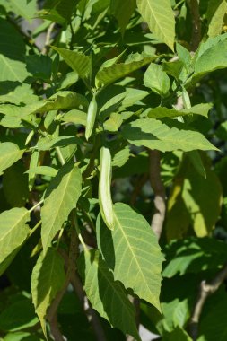 Kırmızı melek trompet