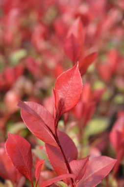 Fotoğraf: Küçük Kırmızı Robin