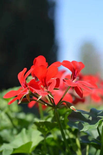 Sarmaşık-bıraklanmış pelargonium — Stok fotoğraf