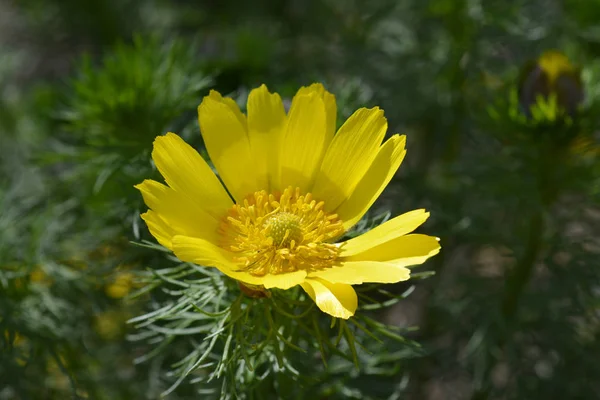 Ojo de faisán amarillo — Foto de Stock