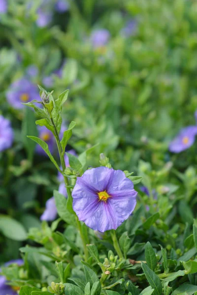 Blauer Kartoffelbusch — Stockfoto