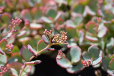 Ekim Daphne Stonecrop