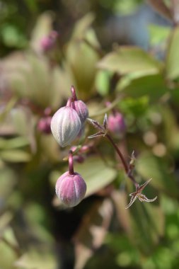 Pembe Himalaya klemati