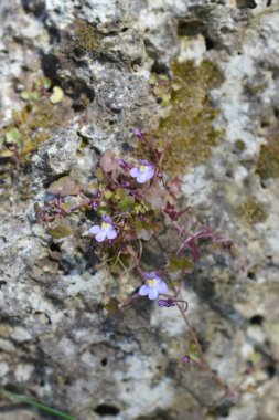 Kenilworth sarmaşık