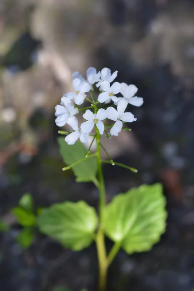 Caucasian pennycress — Stock Photo, Image