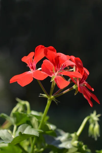 Efeublättriger Pelargonien — Stockfoto