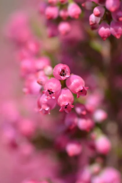 Rosenheide — Stockfoto