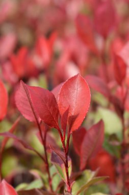 Fotoğraf: Küçük Kırmızı Robin