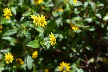 Meksika sürünen zinnası