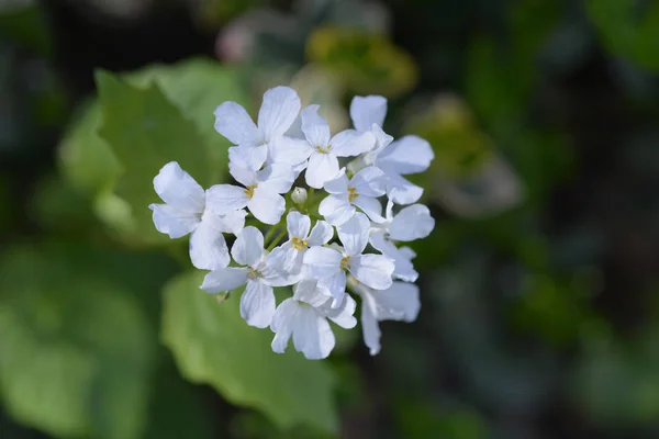 Kaukázusi pennycress — Stock Fotó