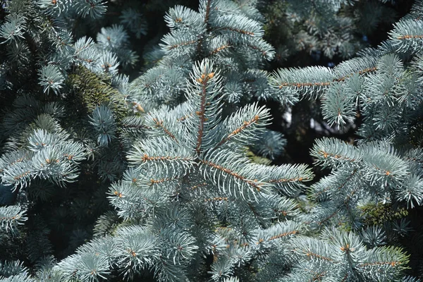 Colorado blue spruce — Stock Photo, Image