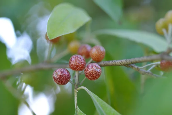 Leefloze ephedra — Stockfoto