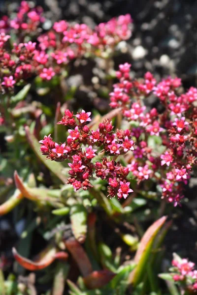 Krassula czerwonogwiezdna — Zdjęcie stockowe