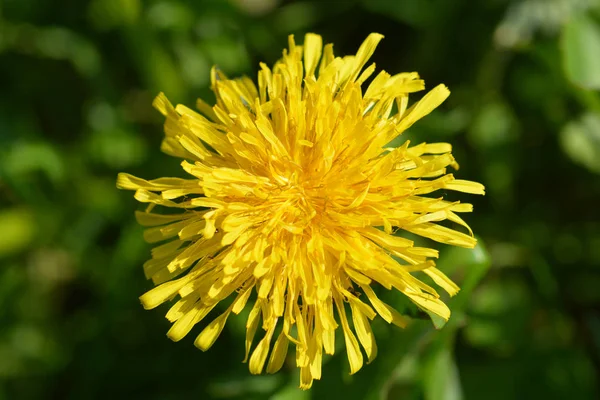 Gemeenschappelijke paardebloem — Stockfoto