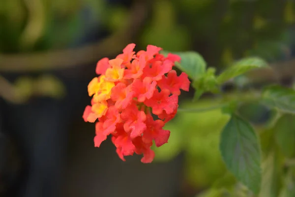 Shrub verbena flower — Stock Photo, Image