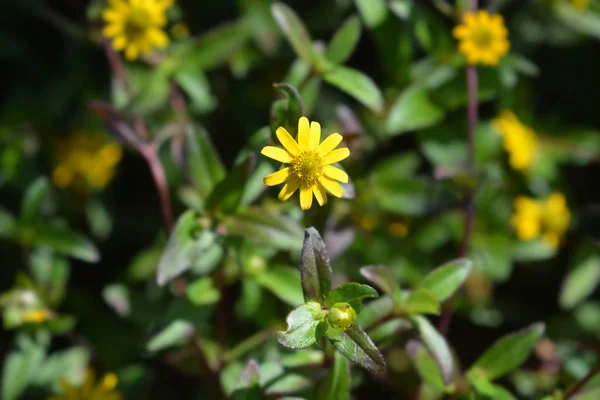 Mexican creeping zinnia — Stock Photo, Image