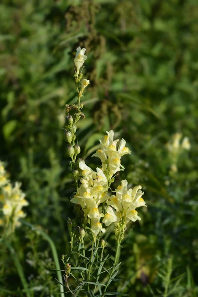 Toadflax común —  Fotos de Stock