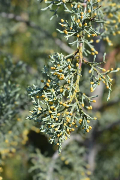 Blue Arizona Cypress — Stock Photo, Image