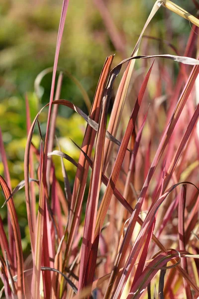 Japanese Blood Grass Red Baron — Stock Photo, Image