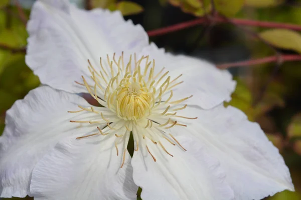 Clematis Gladys Picard — Stock Photo, Image