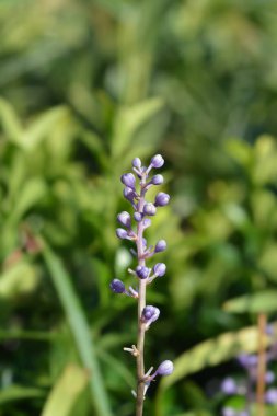 Büyük mavi zambak.