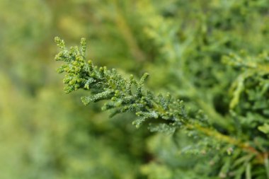 Hinoki servisi Draht