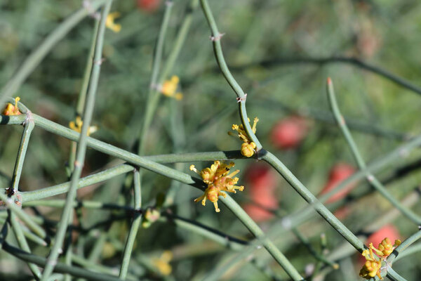 Leafless ephedra