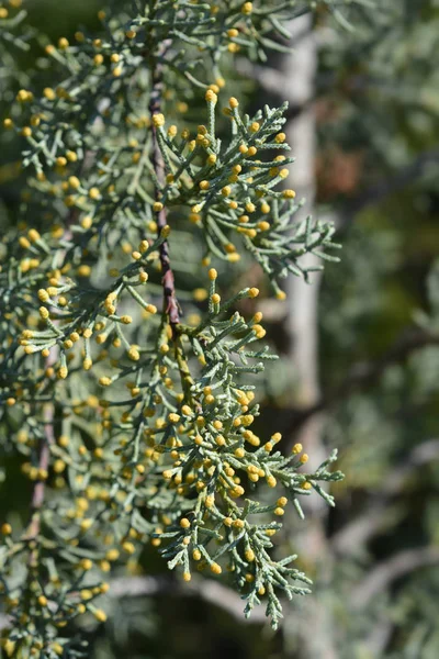 Blue Arizona Cypress — Stock Photo, Image