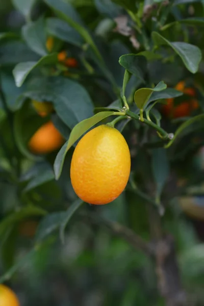 椭圆形的金橘 — 图库照片