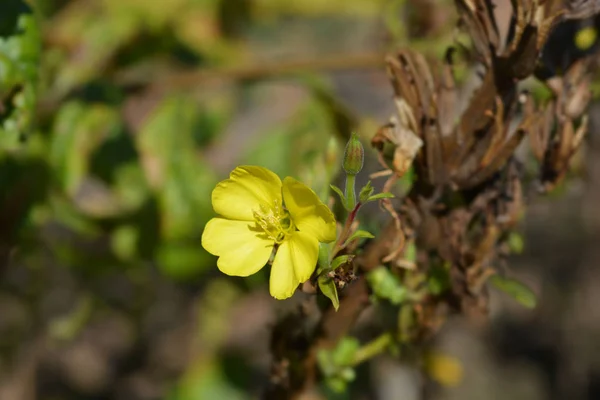 Primula serale comune — Foto Stock