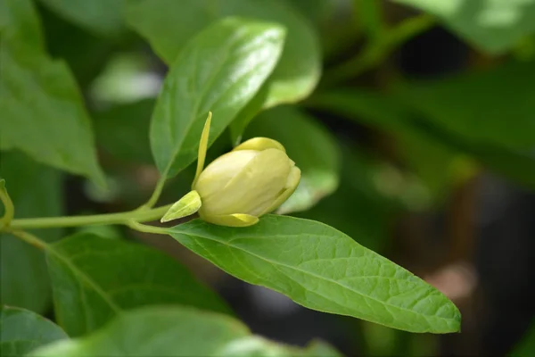 Chiński sweetshrub — Zdjęcie stockowe