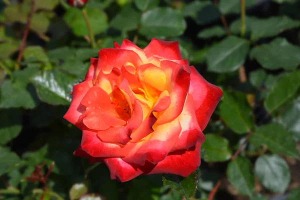 Mein Muenchen rose — Stock Photo, Image