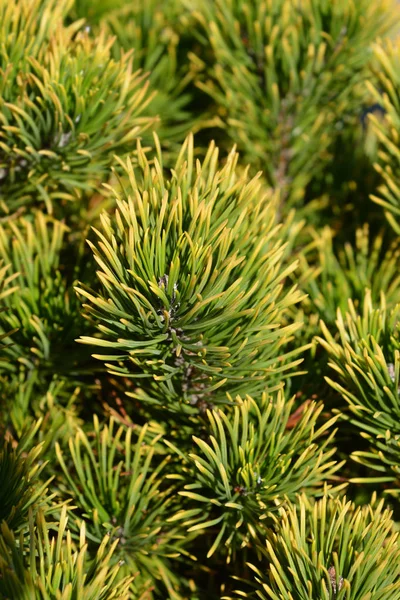 Καρστένιοι Wintergold Mountain Pine — Φωτογραφία Αρχείου