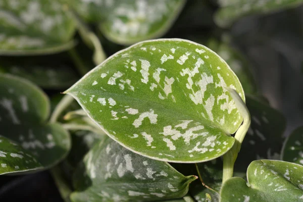 Satijn pothos Argyraeus — Stockfoto