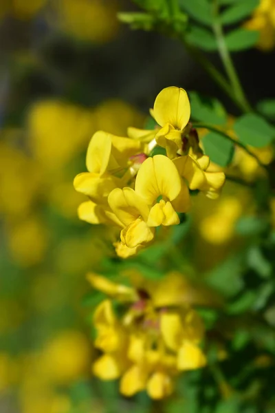 Vetchova-podobná Coronilla — Stock fotografie