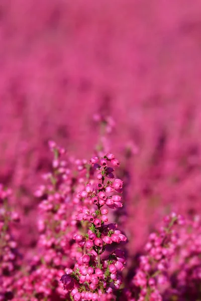 Bruyère rose — Photo