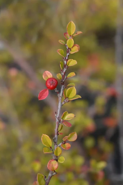 Rock Cotoneaster — Stock fotografie