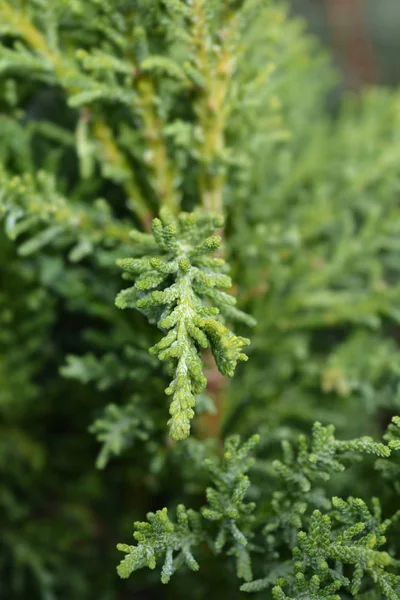 Cipreste hinoki draht — Fotografia de Stock