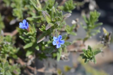 Çırpılmış Gromwell mavi çiçekleri - Latince adı - Glandora diusa (Lithodora diusa)