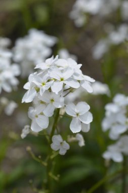 Kar beyazı kadınlar menekşe - Latince adı Hesperis matronalis subsp. Nivea (Hesperis matronalis subsp. kanada)